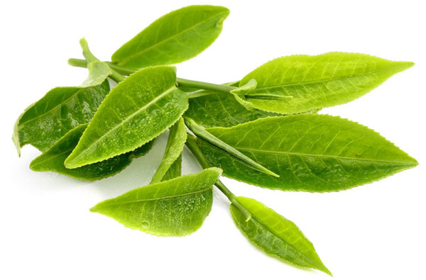 Sử dụng lá trà xanh là mẹo làm đơn giản tại nhà giúp trị mụn nội tiết